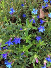 Lithodora