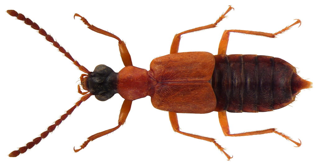 Rove beetle