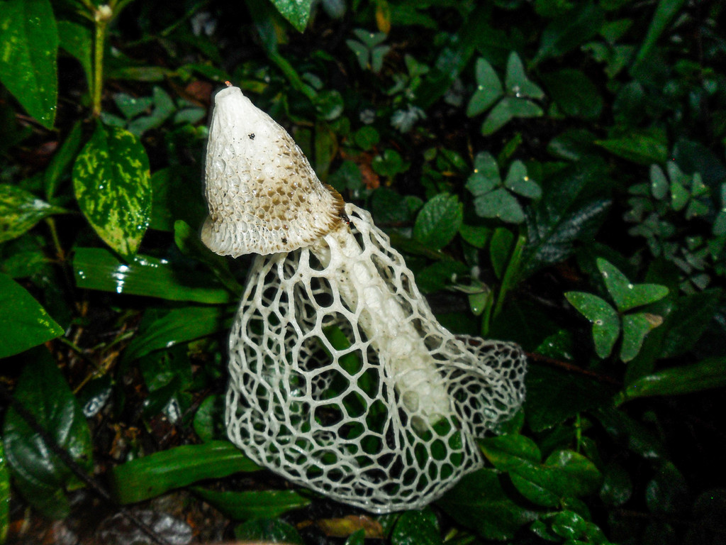 Phallus indusiatus · May 2019 · photo: © marcia_martins (iNaturalist, cc-by)