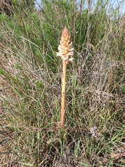 Orobanche minor