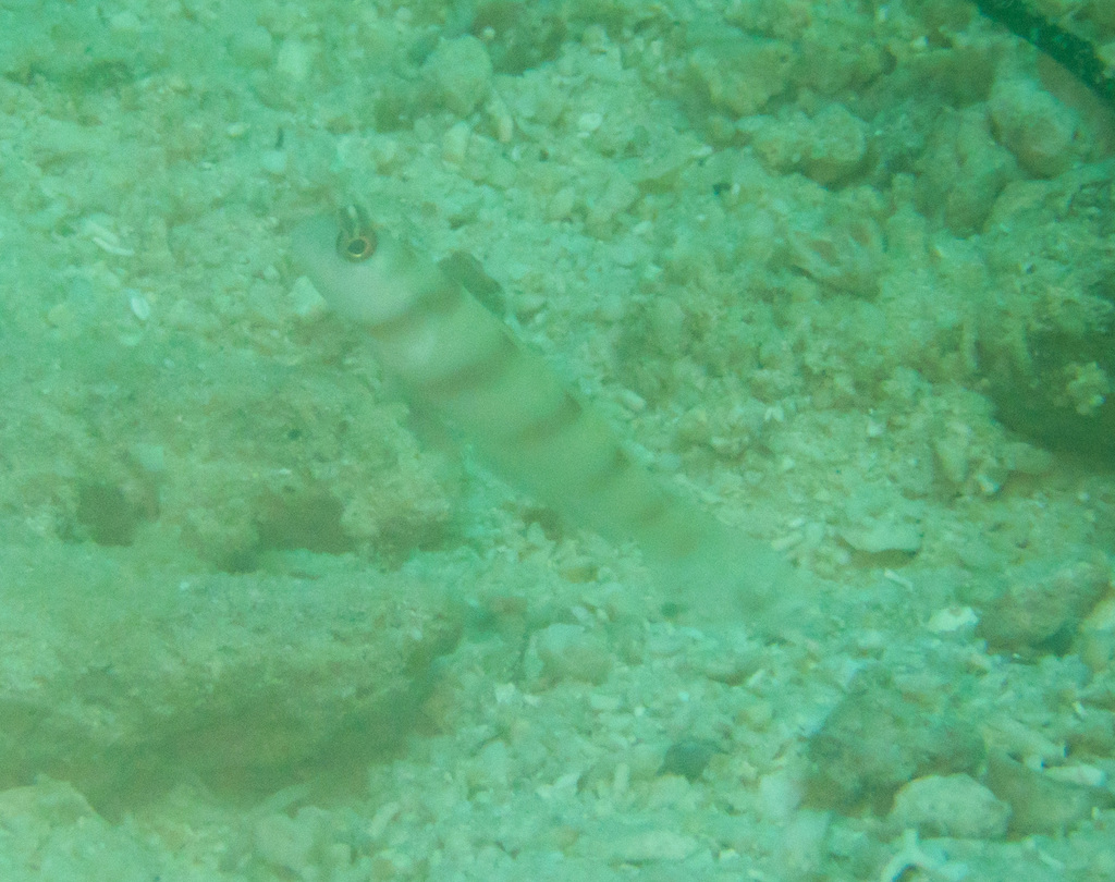 Steinitz' goby
