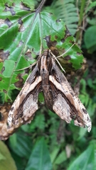 Xylophanes ceratomioides