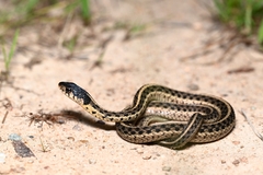 Common Garter Snake photo 2