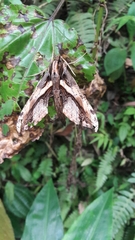 Xylophanes ceratomioides
