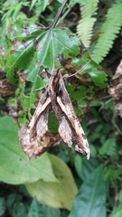 Xylophanes ceratomioides