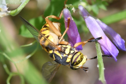 Interrupted Hornet Fly photo 2
