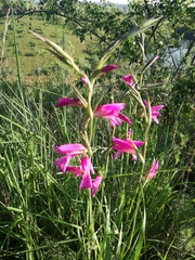 Gladiolus italicus