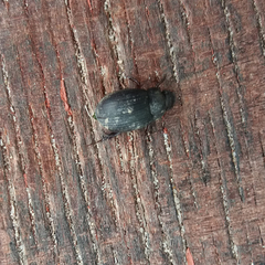Maladera holosericea