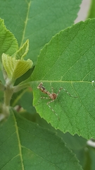 Stagmatoptera septentrionalis