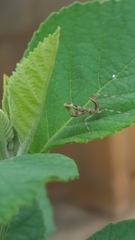 Stagmatoptera septentrionalis
