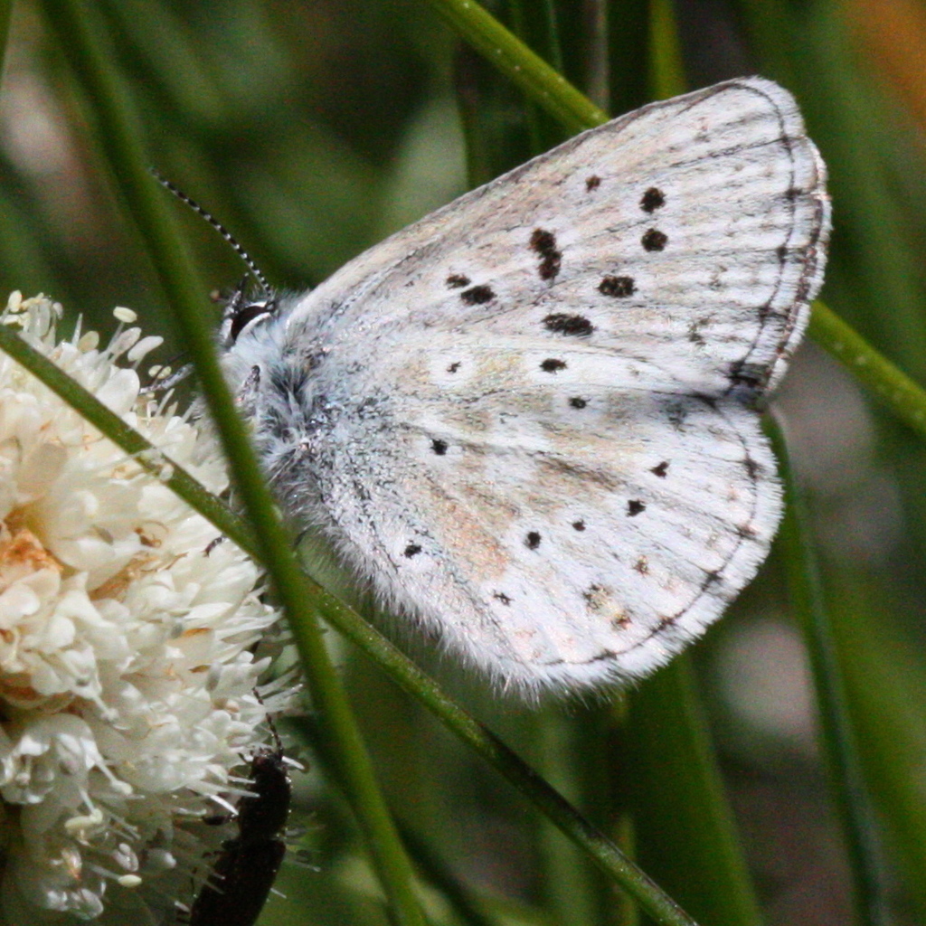 Sierra Blue