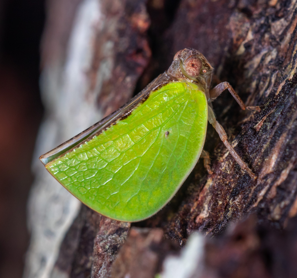 Oryxana
