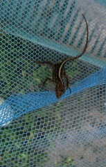Anolis sagrei