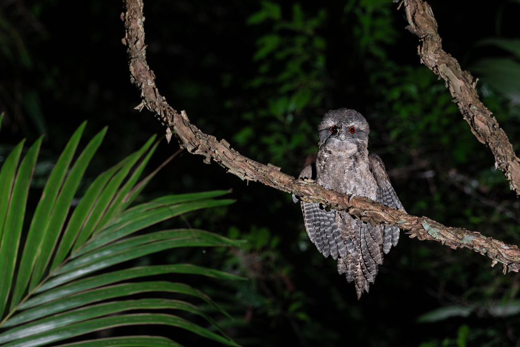 Marbled Frogmouth (Podargus ocellatus) photo
