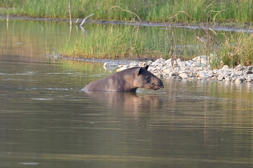 Baird's Tapir, Petén, GT, photo 6 of 10