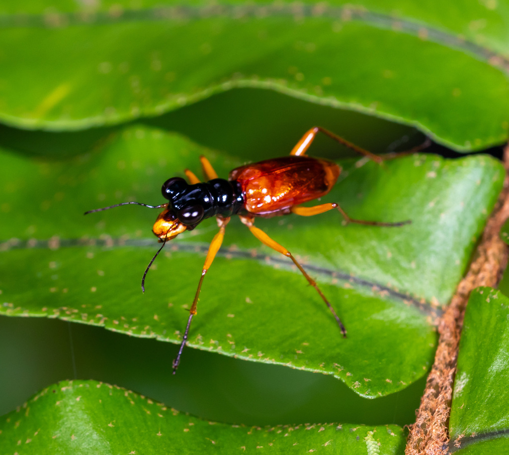 Therates fasciatus