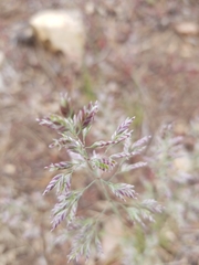 Poa fendleriana