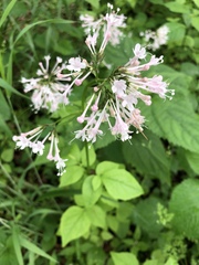 Valeriana pauciflora