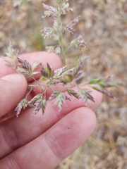 Poa fendleriana