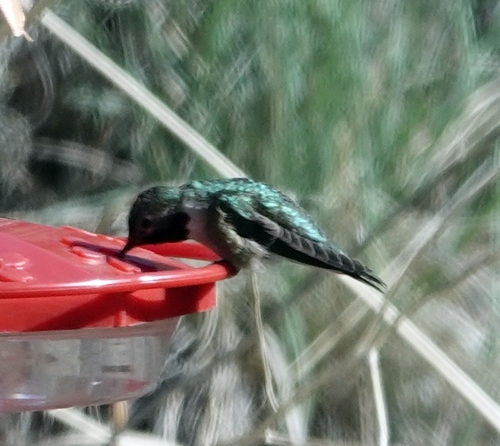 Broad-tailed Hummingbird photographed in Nebraska