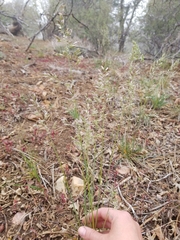 Poa fendleriana
