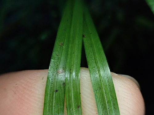 Image of Carex zotovii by (c) Benjamin Lavin, some rights reserved (CC BY)
