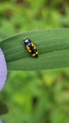 Ptosima gibbicollis