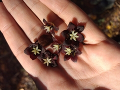 Lardizabala biternata