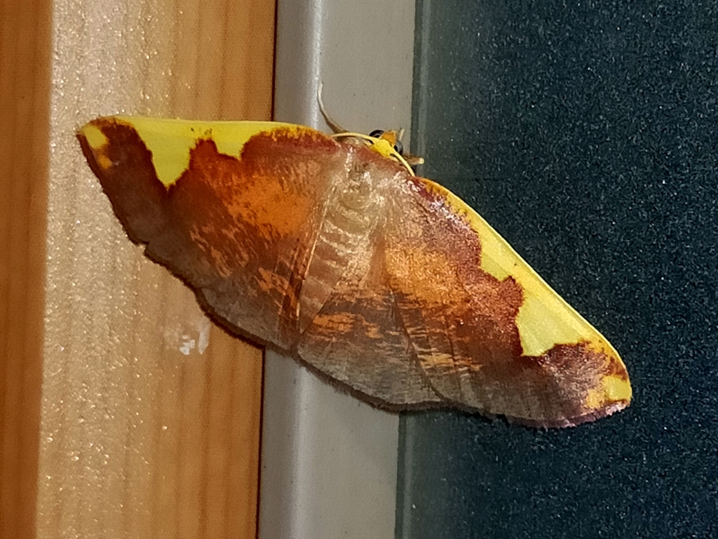 Nothomiza formosa