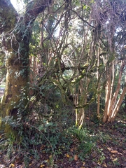 Lardizabala biternata