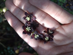 Lardizabala biternata