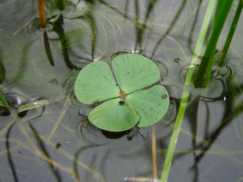 Marsilea vestita (Marsilea vestita)