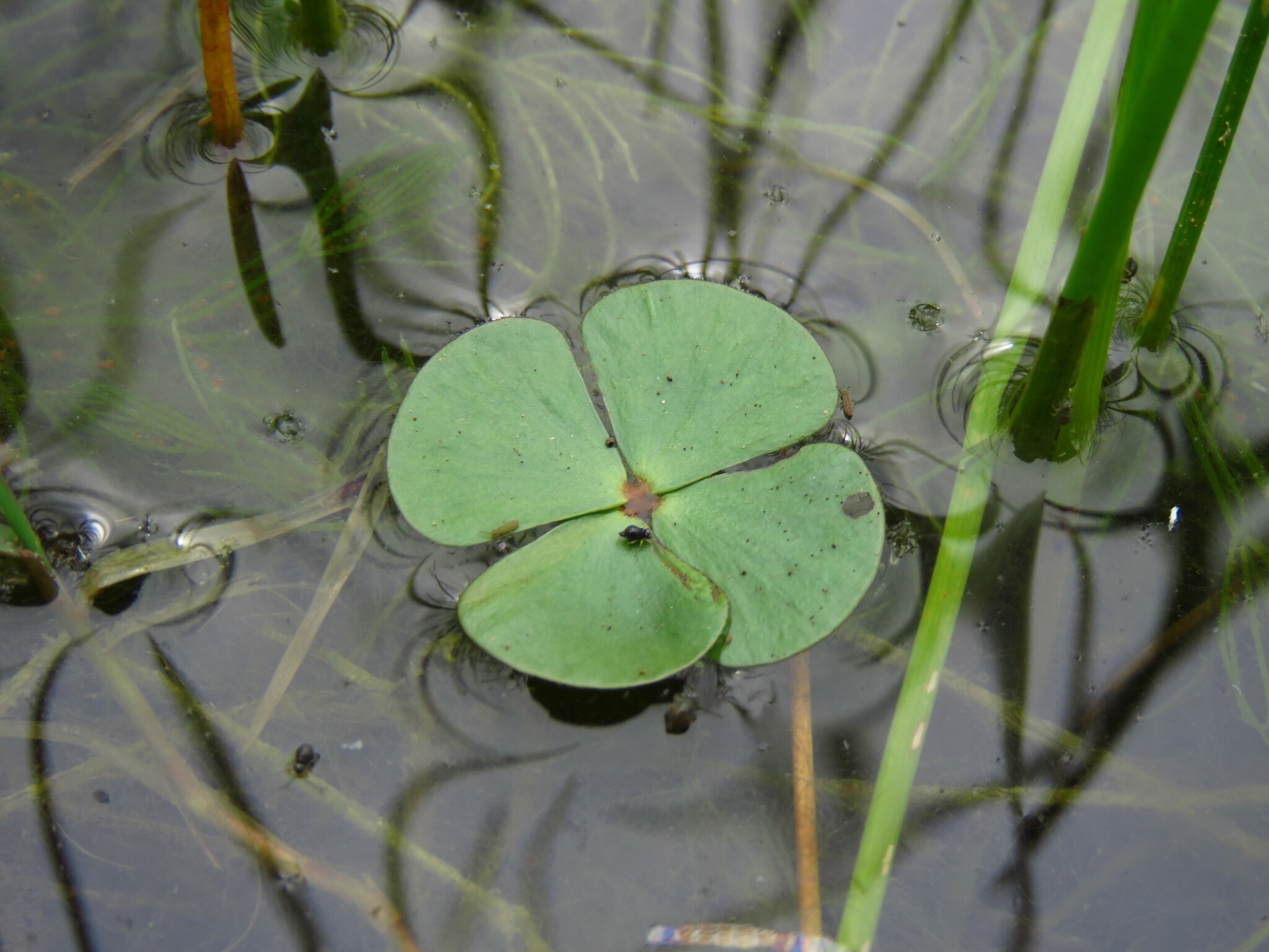 Marsilea vestita