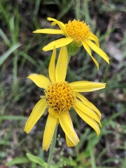 Arnica acaulis