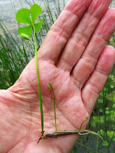 Image of Marsilea vestita by (c) Annika Lindqvist, some rights reserved (CC BY)