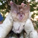 Bushveld Horseshoe Bat - Photo (c) Clare Mateke, some rights reserved (CC BY-NC), uploaded by Clare Mateke