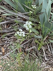 Bifora americana