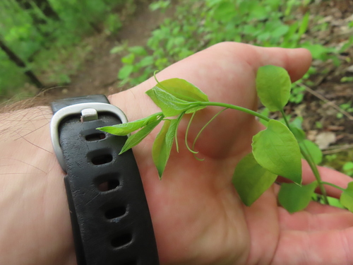 Image of Smilax illinoensis by (c) Eric Schmidt, some rights reserved (CC BY)
