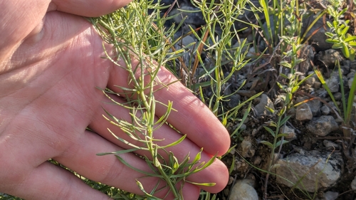 Image of Zeltnera beyrichii by (c) Joseph Aubert, some rights reserved (CC BY)