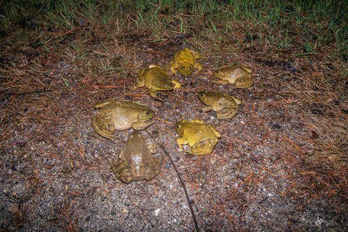 American Bullfrog (Lithobates catesbeianus)