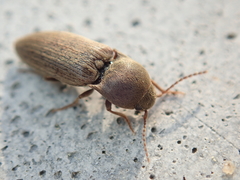 Agriotes obscurus