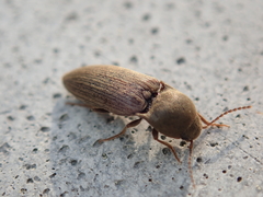 Agriotes obscurus
