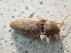 Agriotes obscurus