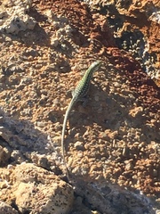 Podarcis siculus siculus