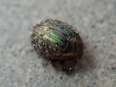 Cytilus sericeus