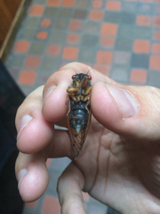 Magicicada cassinii