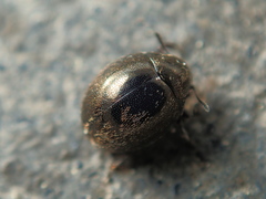 Lamprobyrrhulus nitidus