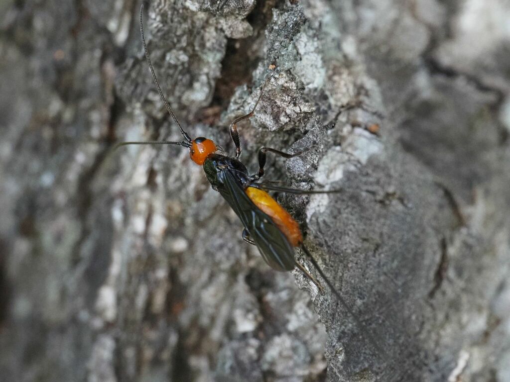 Atanycolus initiator