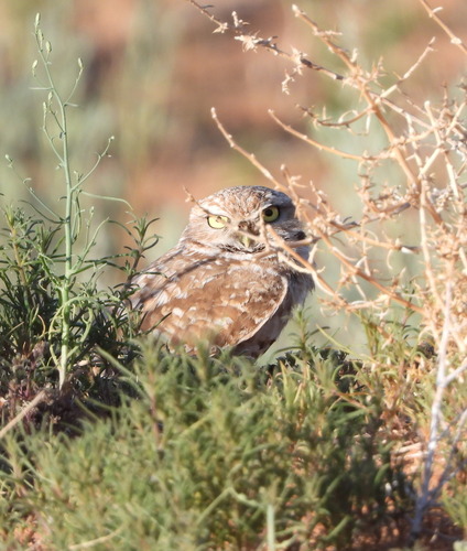 Western Burrowing Owl photographed in Utah