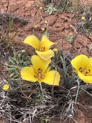 Calochortus aureus